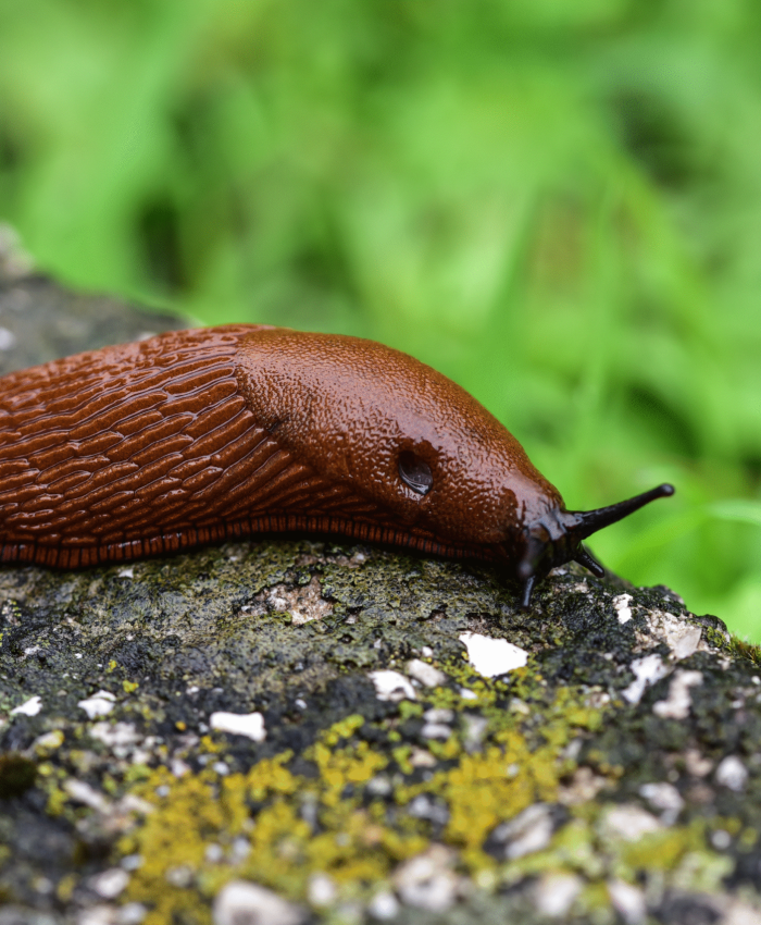 🐌 Tigude terror! Kuidas aias nälkjatest ja tigudest lahti saada