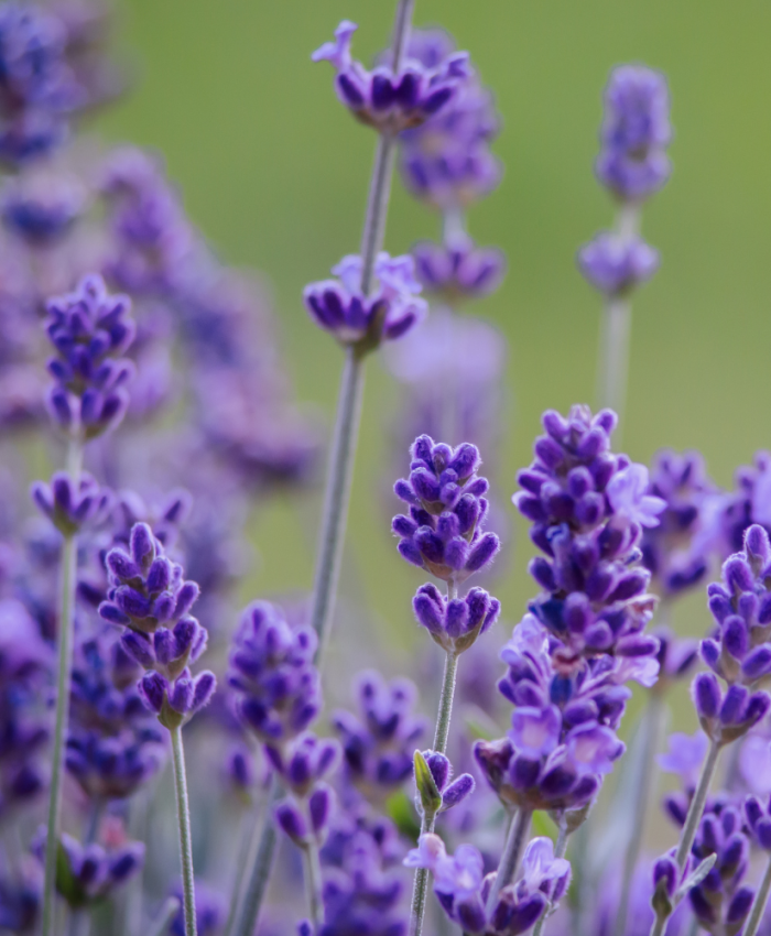 Harilik lavendel