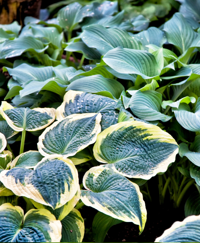 Hosta (kurekõrv) 