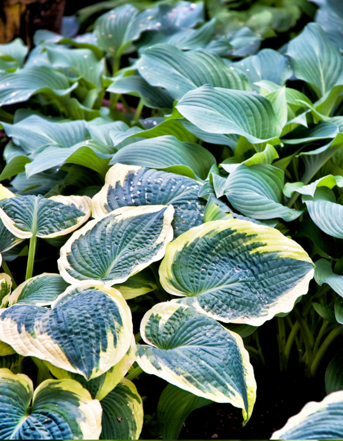 Hosta (kurekõrv) 