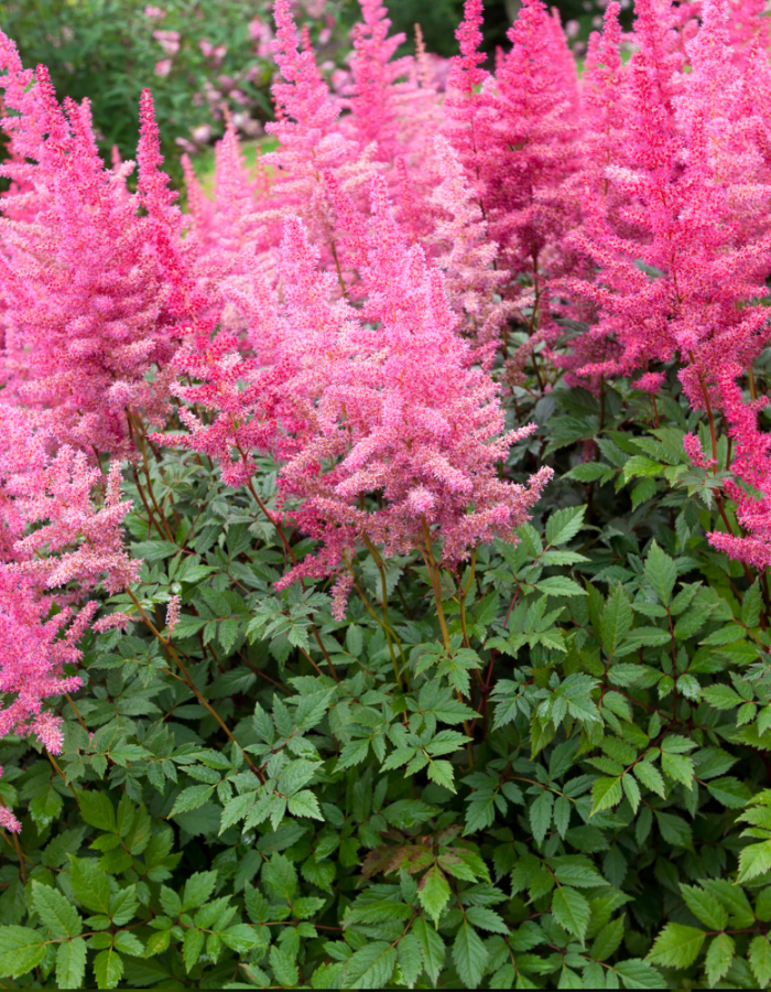 Tähkjas astilbe